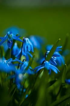 Scilla Sibirica - Siberian Blue Star