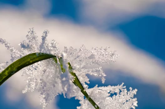 Ice crystals on the blade of grass