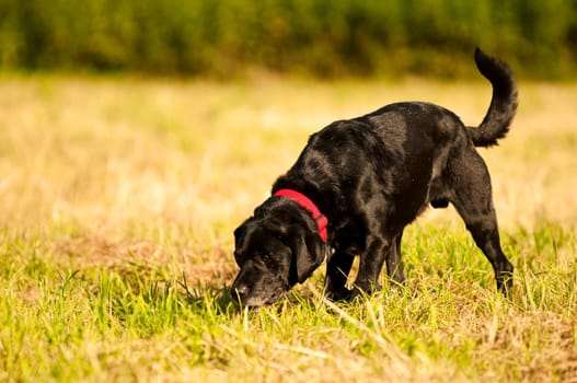 Labrador on meadow sniffing