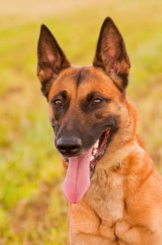 Malinois portrait against green background