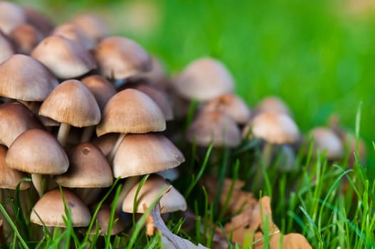 Autumnal mushroom group from tintlings