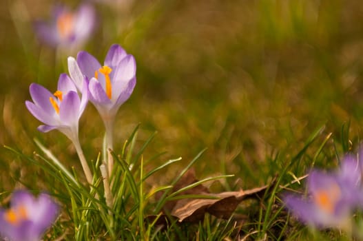 purple crocuses in sunshine