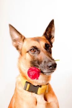 Malinois portrait against white background with red rose