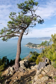 tree and bench in Sestri Levante in Liguria