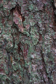 A close up of the bark of an oak tree