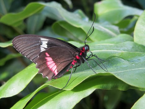 Passionflower butterfly - Heliconius clysonymus montanus