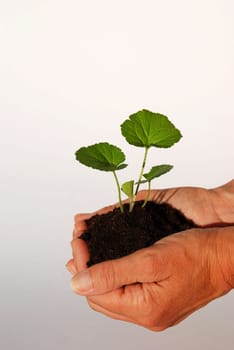two hands holding a small plant in it, symbolizing growth or gardening