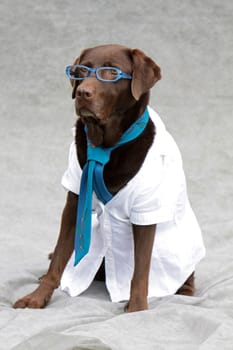 Labrador with glasses and tie