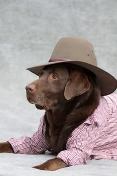 Labrador with cowboy hat and checked shirt