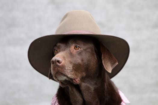 Labrador with cowboy hat and checked shirt