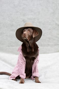 Labrador with cowboy hat and checked shirt