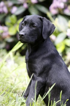 Black Labrador Retriever puppy