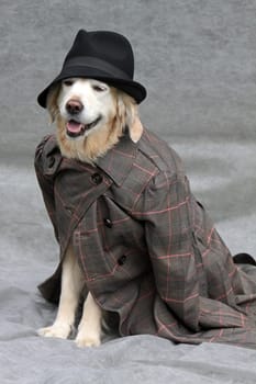Labrador with hat and coat