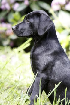Black Labrador Retriever puppy
