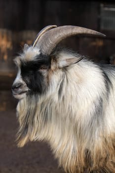 Billy goat