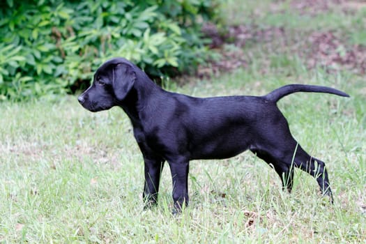 Black Labrador Retriever puppy