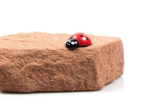 ladybird