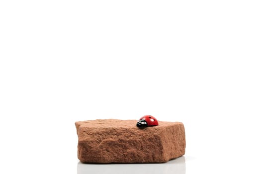 ladybird