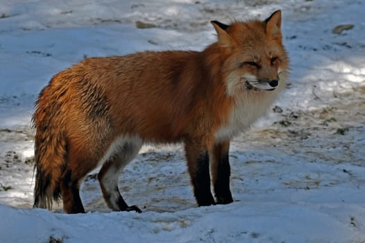 Red fox