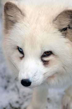 Polar fox