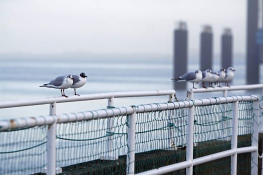 Black-headed gulls on a railing