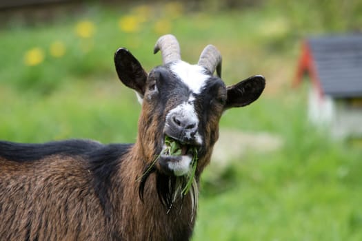 Grass Eating Goat
