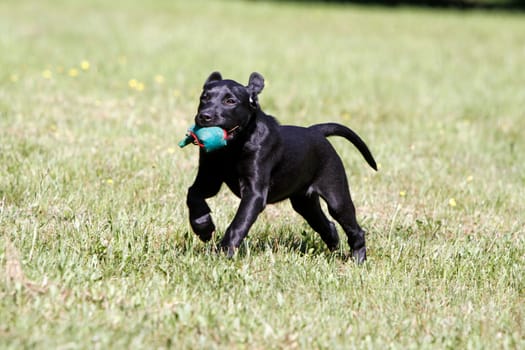 Black Labrador Retriever puppy
