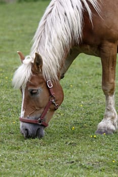 Jutland Coldblood Horse