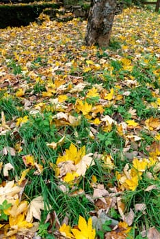 meadow with yellow leaves in autumn