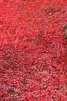 red wall covered with Virginia creeper in autumn