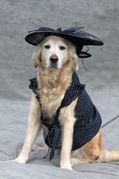 Labrador with women's hat and blouse