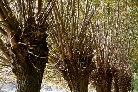 Pollard willows
