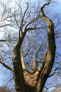 tree without christmas