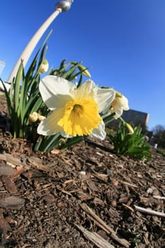 Spring in Berlin