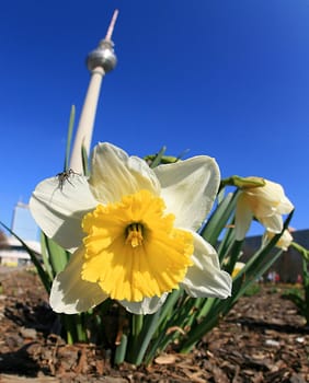 Spring in Berlin