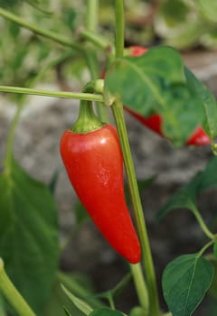 Chilli