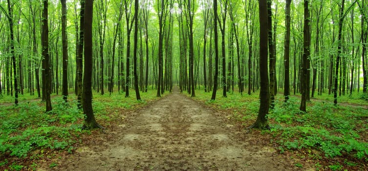 Summer forest. Nature green wood