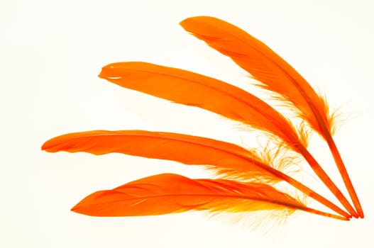 Four orange duck feathers close up