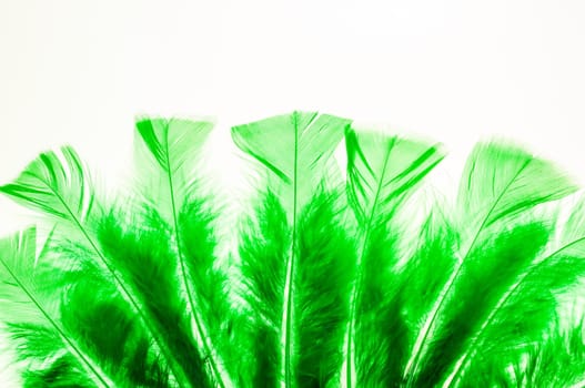 Green fluffy feathers as a border