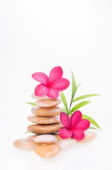 plumeria on yellow river stone and a bamboo plant at the background