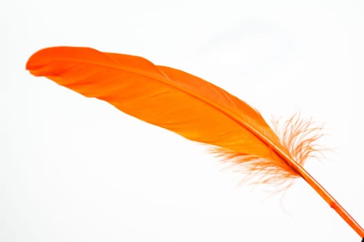 Orange duck feather close up