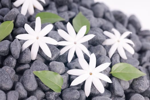 Jasmine flowers and leaves on zen stones