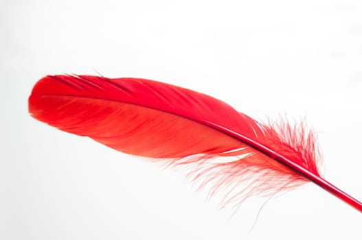 Red duck feather close up