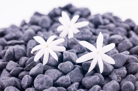 Three jasmine flowers on zen stones over white background