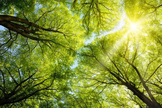 The warm spring sun shines through the crowns of tall beech trees