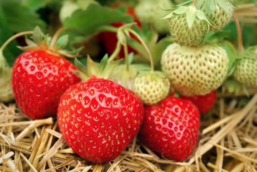 Ripe and unripe strawberries on the bush