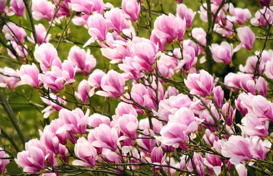 Blooming magnolias on the tree in soft light