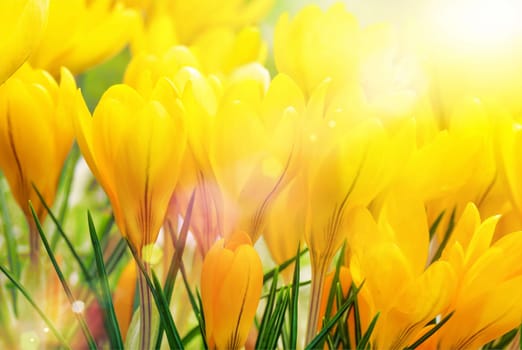 Yellow crocuses in bright,beautiful sunlight