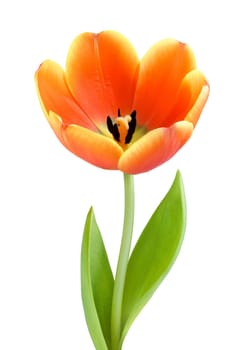 Fully bloomed orange tulip on white background