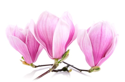 Bright studio shot of three magnolia flowers on white background